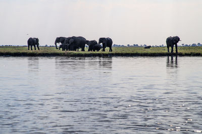 Horses in a lake