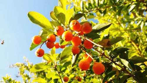 Low angle view of fruits growing on tree against sky