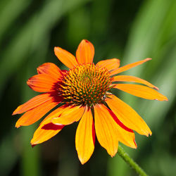 Close-up of orange flower