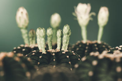 Close-up of plant growing outdoors