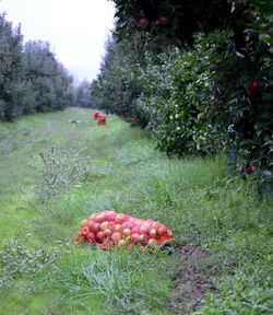 Close-up of apples in field