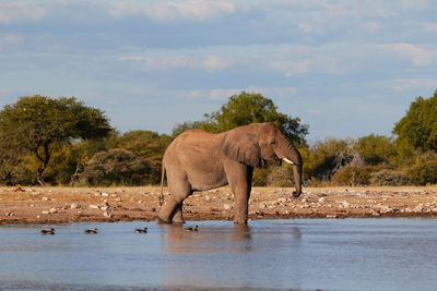 Elephant drinking water in etosha