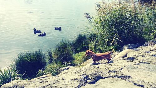 Dog on rock by lake