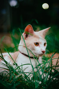 Beautiful latte cat