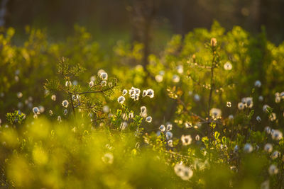 Close-up of wet plants on field