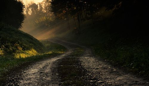 Road amidst trees on landscape