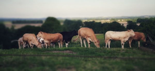 Horses grazing in a field