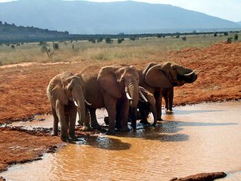 View of elephant drinking water