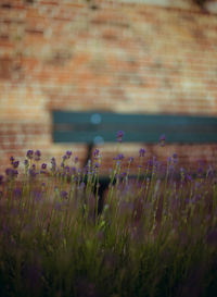 Plant growing on field