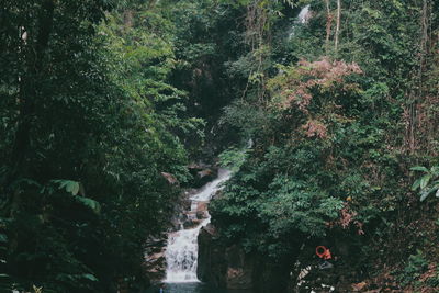 Scenic view of waterfall in forest