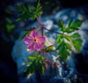 Close-up of pink flowering plant