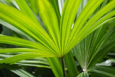 Close-up of palm leaves
