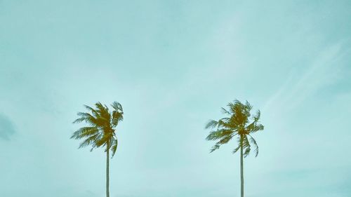Low angle view of coconut palm tree against sky