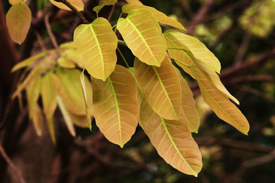 Close-up of green leaves