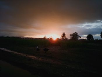 Silhouette birds on field against sky during sunset