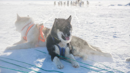 Dog in snow