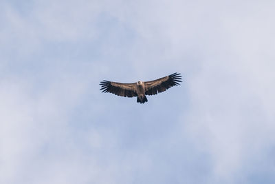 Low angle view of eagle flying against sky