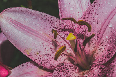 Close-up of raindrops on pink lily