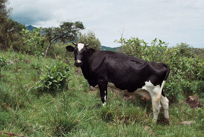 Cow standing in a field