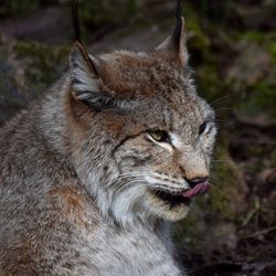 Close-up of cat