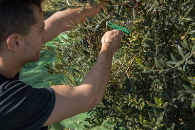 Midsection of man holding fruit growing in farm