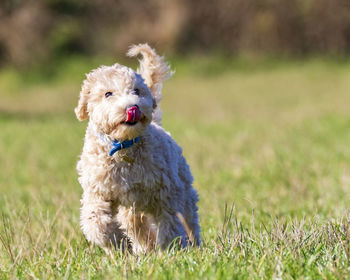 Poochon puppy running with his tang out and tail up on green grass in a park looking into the camera