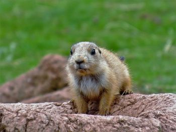 Portrait of prairie dog