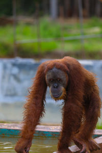 Orangutan was captured by local resident in aceh indonesia