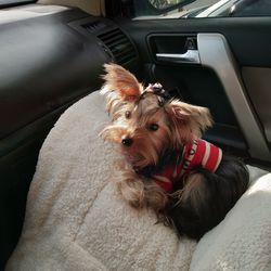 Dog sitting in car