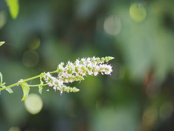 Close-up of flowering plant