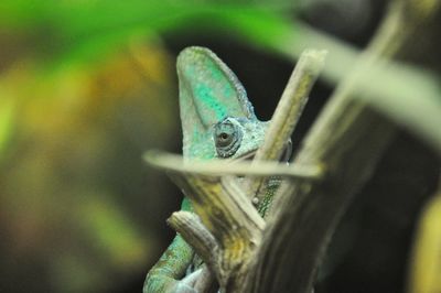 Close-up of veiled chameleon on plant at zoo