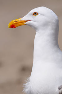 Close-up of penguin against blurred background