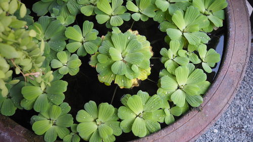 High angle view of potted plants