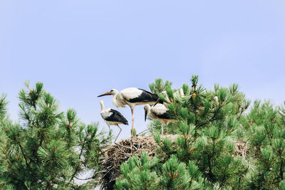 Low angle view of birds perching on plant against sky