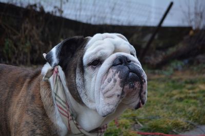 Close-up of bulldog outside