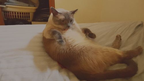 Portrait of cat sitting on bed at home