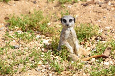 Meerkat standing on ground