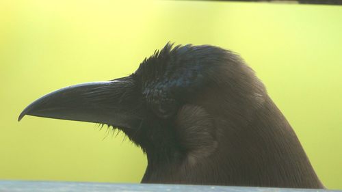 Close-up of a bird