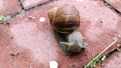 Close-up of snail