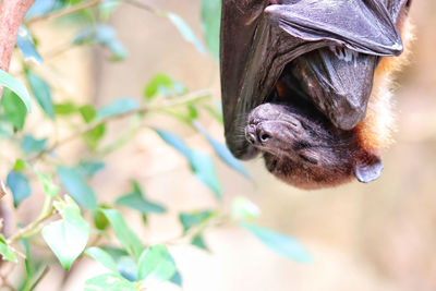 Close-up of a bird