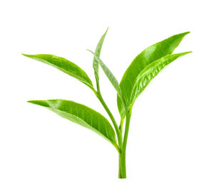 Close-up of fresh green plant against white background