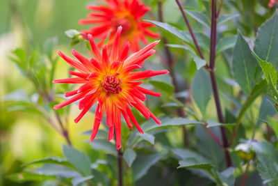 Close-up of red flower