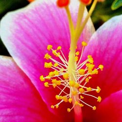 Close-up of pink flower
