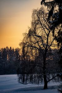 Bare trees on snow covered land during sunset