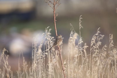 Close-up bird perching on stalks in field
