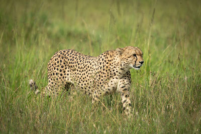 View of a cat on field