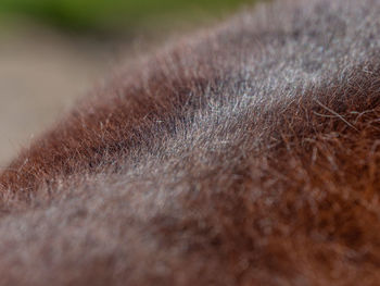 Close-up of an animal eye