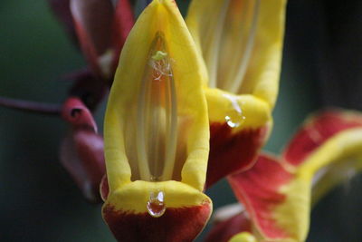 Close-up of yellow flowering plant