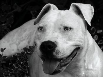 Close-up portrait of dog