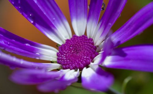 Close-up of pink flower